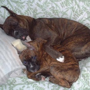 Diesel taking a nap with mom