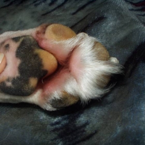 Zaynah furry front foot