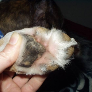 Zaynah furry back foot