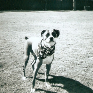 Buddy ready to play