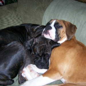 Bentley and Gunner relaxing