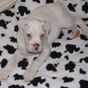 Hi im Tyson from UK