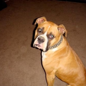 Rocky 12/30/08(1)