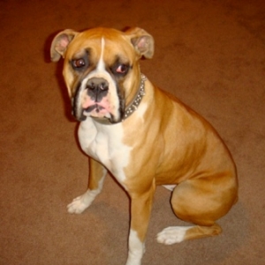 Rocky 12/30/08(2)