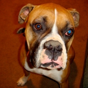 Rocky 12/30/08(3)
