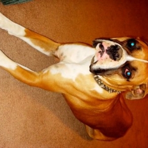 Rocky 12/30/08(4)