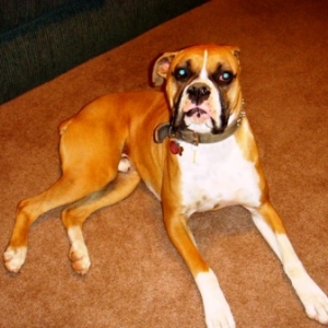 Rocky 12/30/08(5)