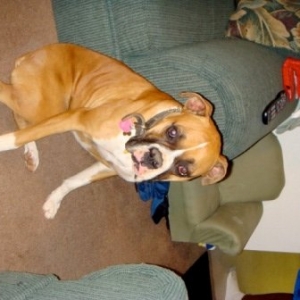 Rocky 12/30/08(6)