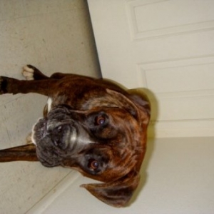 Duke12/30/08(3)