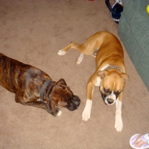 Rocky & Duke12/20/08(2)