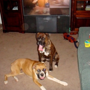 Rocky & Duke12/20/08(3)