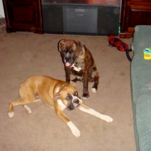 Rocky & Duke12/20/08(4)