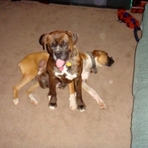 Rocky & Duke12/20/08(5)