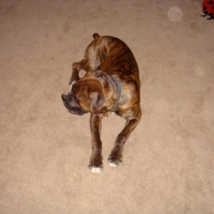 Duke12/20/08