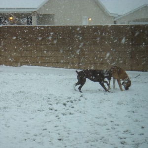 Rocky & Duke first time in the snow