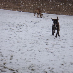 Rocky & Duke playing in the snow