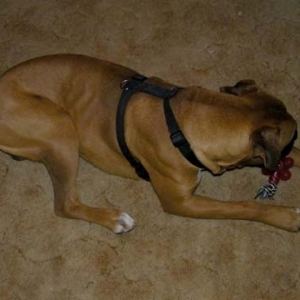 Got that Toy!