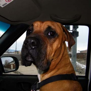 Cooper in the Truck