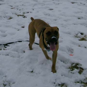 Snow Nose...