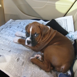 Car Ride Home