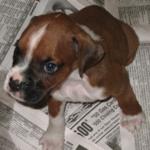 At 5 weeks at the breeder with her brothers and sisters