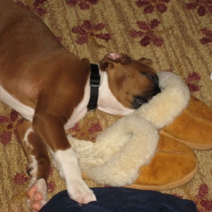 Sleeping with nose in slipper
