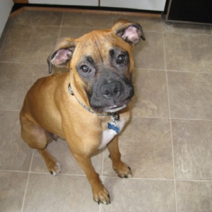 Diesel