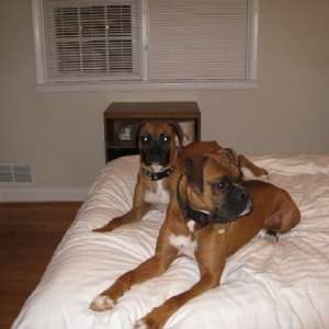 Diesel