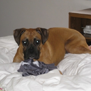 Diesel