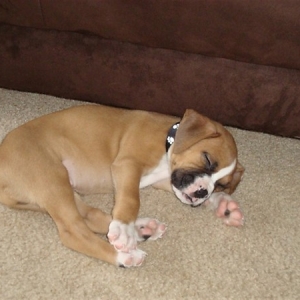 Bruno age 7 weeks