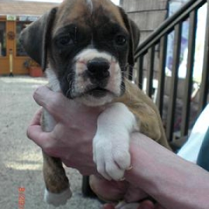 Bentley 7 Wks Old