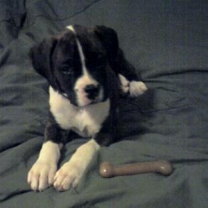 Lexie 8 Wks Old