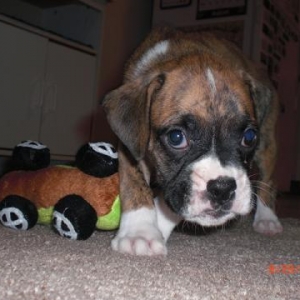 Bentley 7 wks lil guy