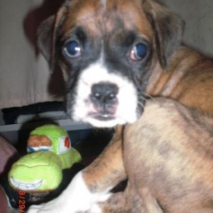 Bentley Hunched over lol 7 weeks old
