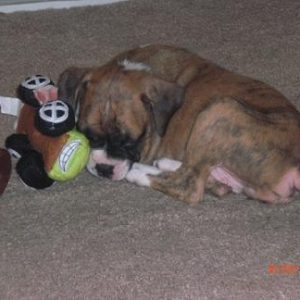 Bentley Boxer 7 weeks old