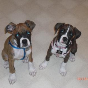 Lexie & Bentley Posing in the Kitchen