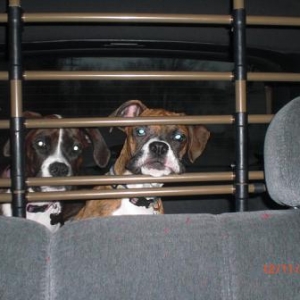 Going for a ride in the truck. "Let Us Out!"