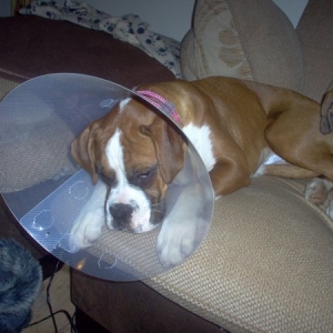 bella after spaying