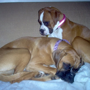 day after maggies spaying