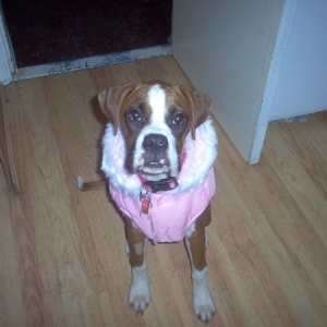 bellas new coat