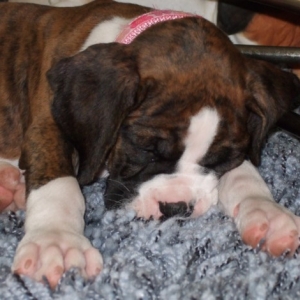 Knocked out!
