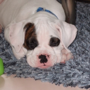 My sweet faced boy - Torque