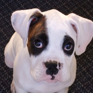 Handsome boy - Torque