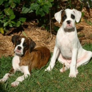 Cam-mee and Torque