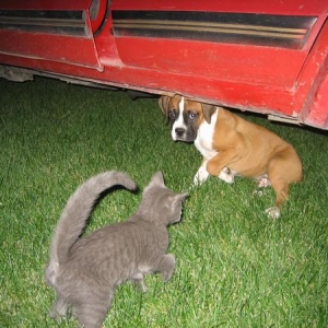 zeke_and_kitty