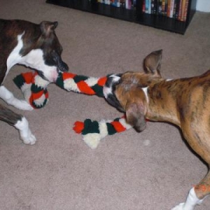 Tug of war1