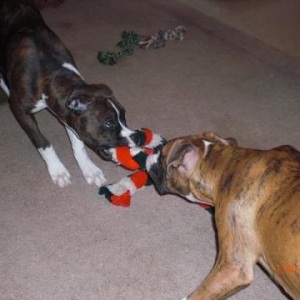 Tug of war2