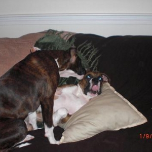 Lexie Cleaning Bentley's Ears