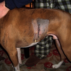 Jake's Histiocytoma Removal