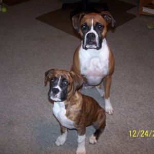 Star and Tyson waiting on a treat